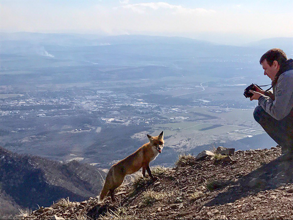 Кот против лисы на вершине горы 