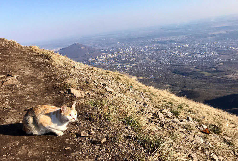 Кот против лисы на вершине горы 
