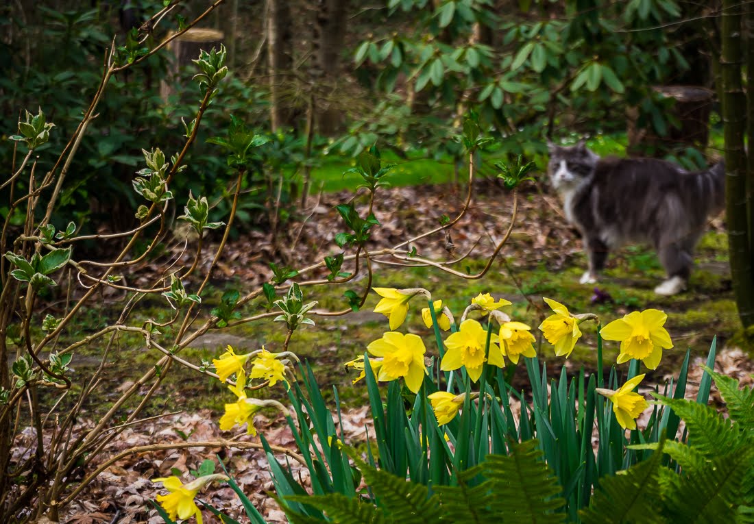Коты и их сад Коты и их сад