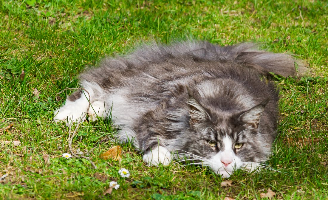 Котики садовые и домашние 