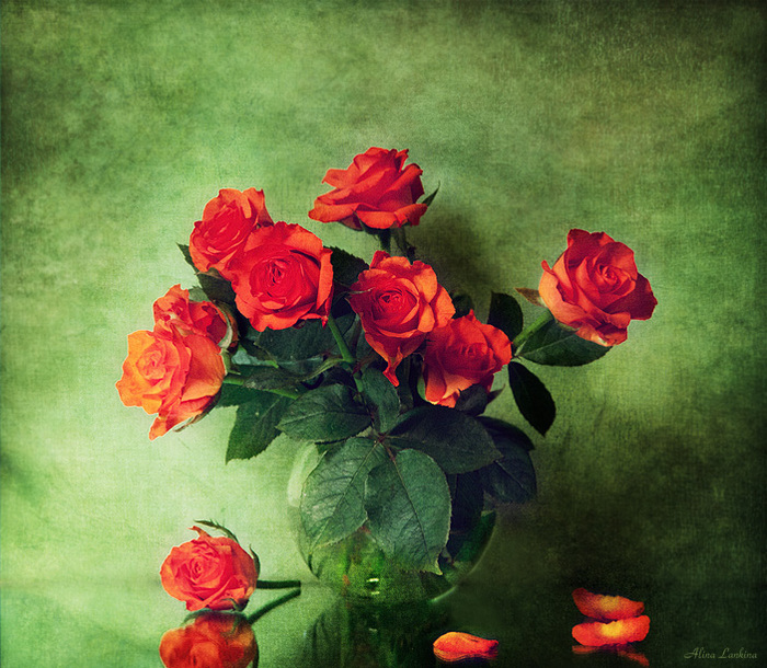 Красная роза - символ любви 0_884f6_e33a89b4_XL (700x610, 211Kb)