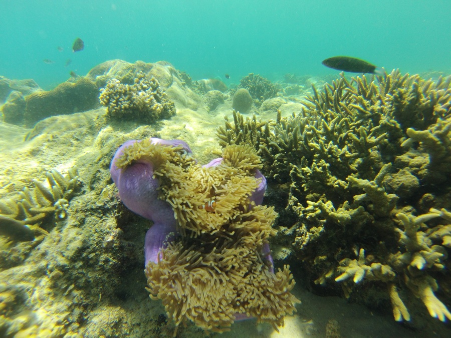 Малайзия: Перхентианские острова. Часть II. Под водой 