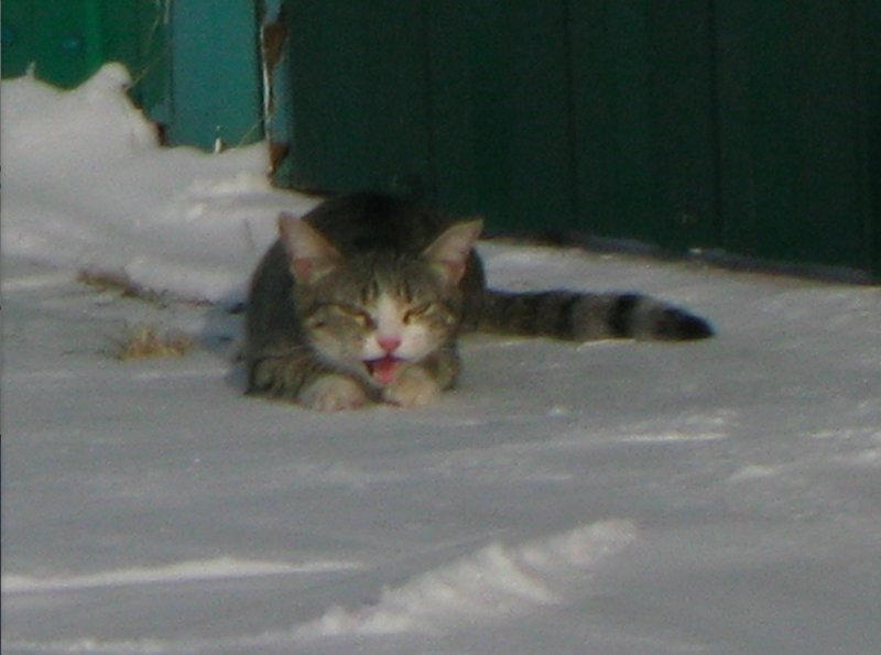 Маленькая кошичка в большом снегу 