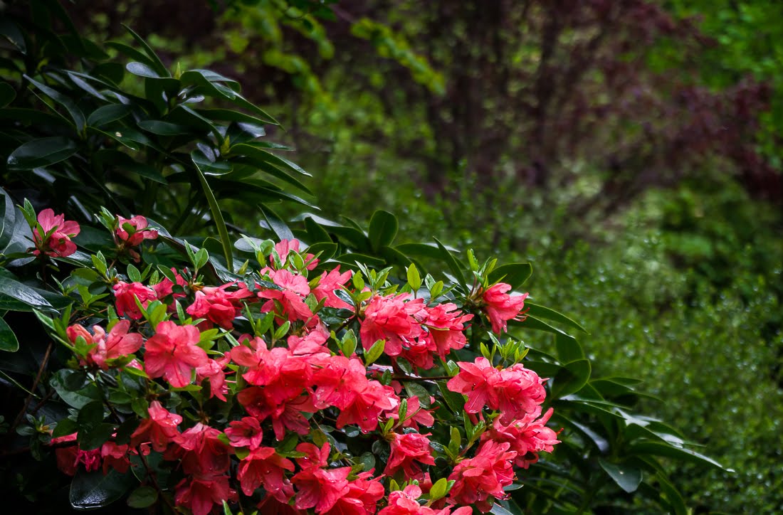 Мне все время дают советы как правильно сажать сад Мне все время дают советы как правильно сажать сад