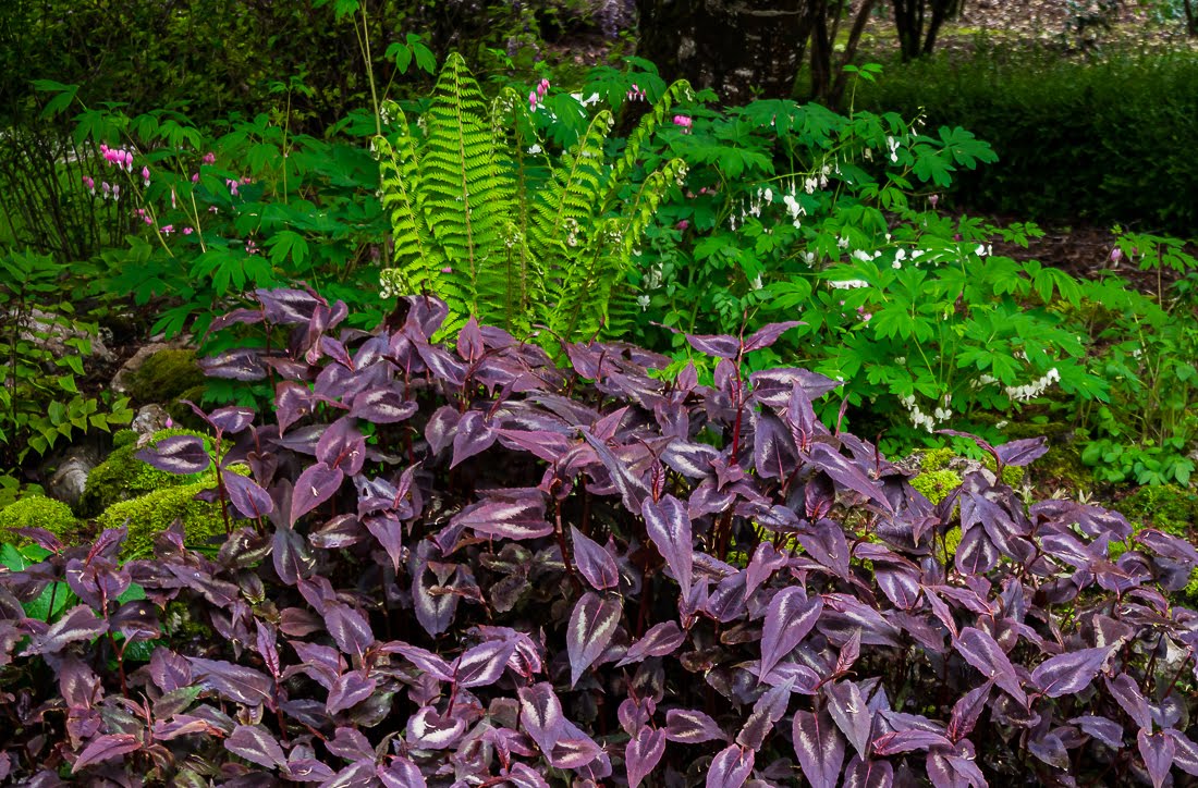 Мне все время дают советы как правильно сажать сад Мне все время дают советы как правильно сажать сад