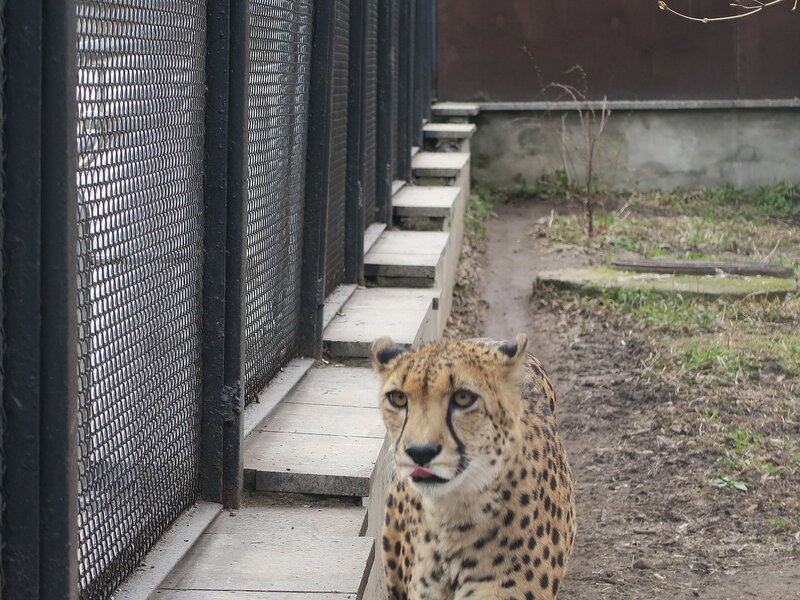 Московский зоопарк, весна 