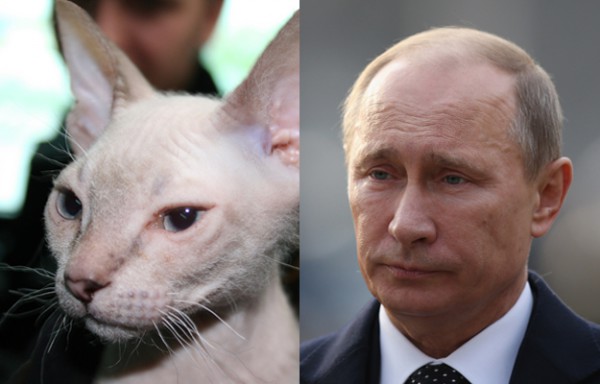На Крещатике нашли собаку, похожую на Путина 