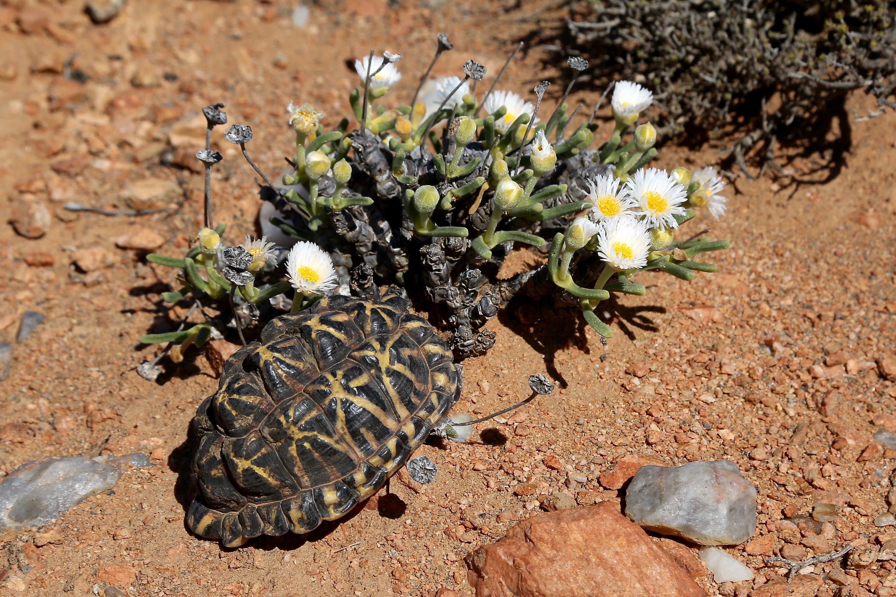 НАМАКВАЛЕНД: ПОЛЯ-САМОЦВЕТЫ Monilaria scutata ssp. obovata (Aizoaceae) with the Karoo tent tortoise (Psammobates tentorius trimeni)