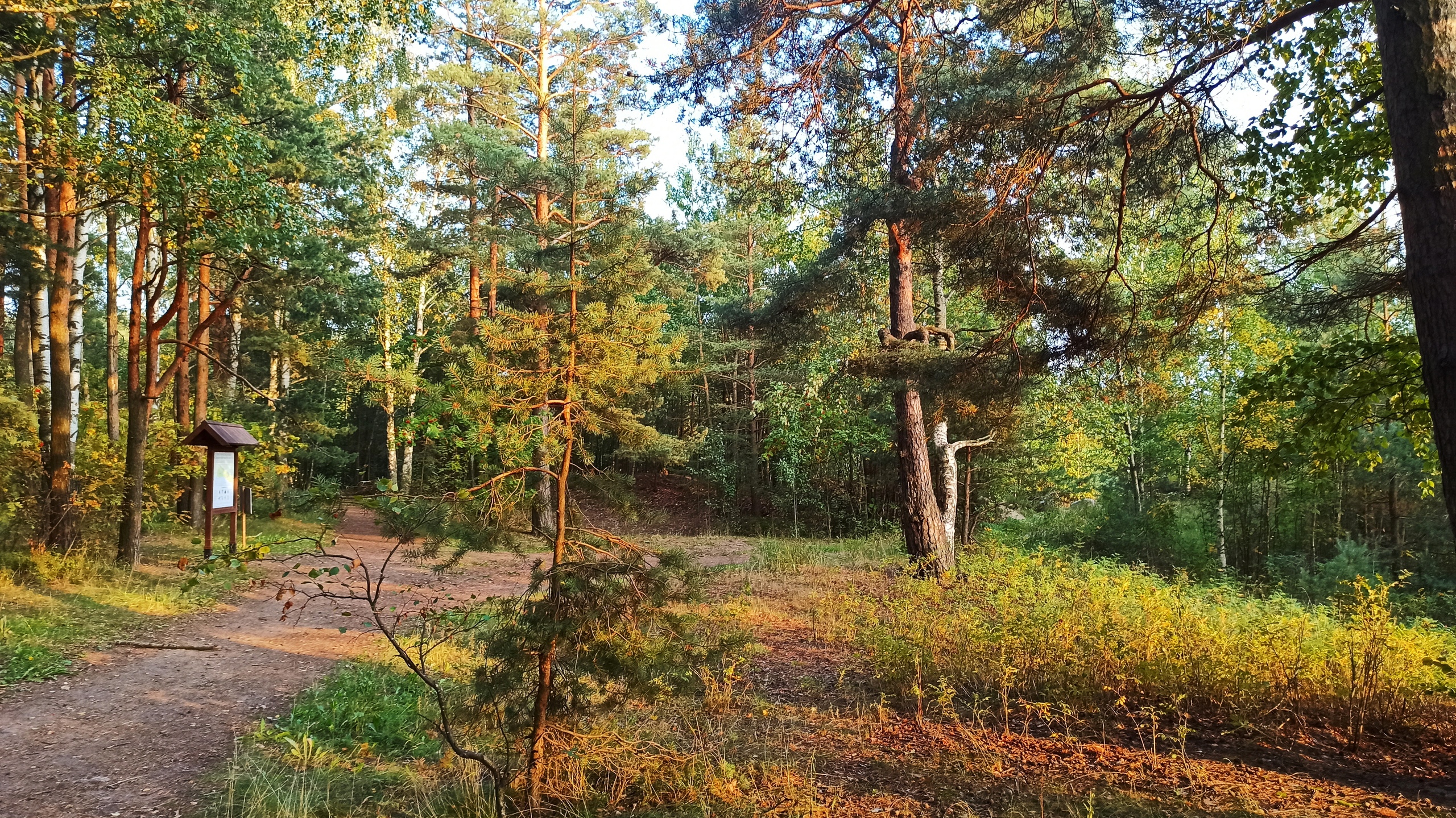 Немного вечернего леса у Лахты. 