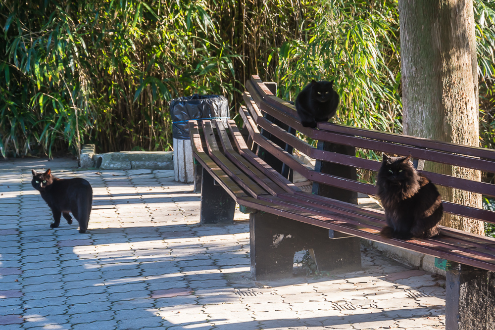 Несколько котиков из Никитского ботанического сада (3 января 2023) 