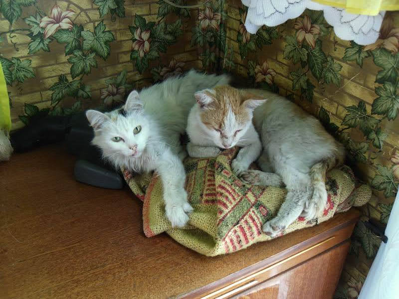 Ни то, ни сё и котики Ни то, ни сё и котики