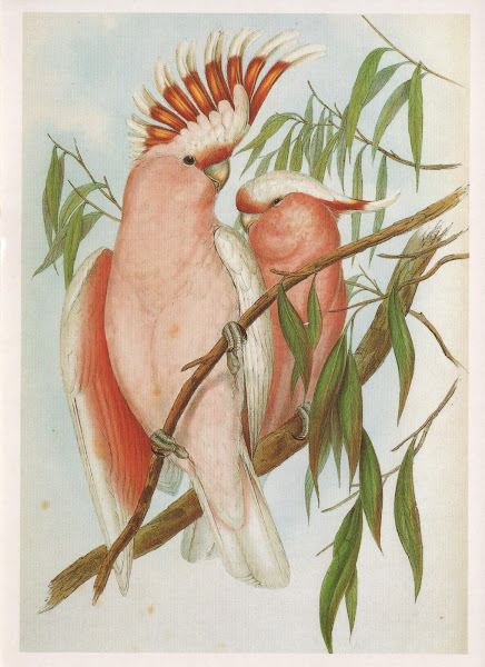 Обмен птиц (открытки и марки) 