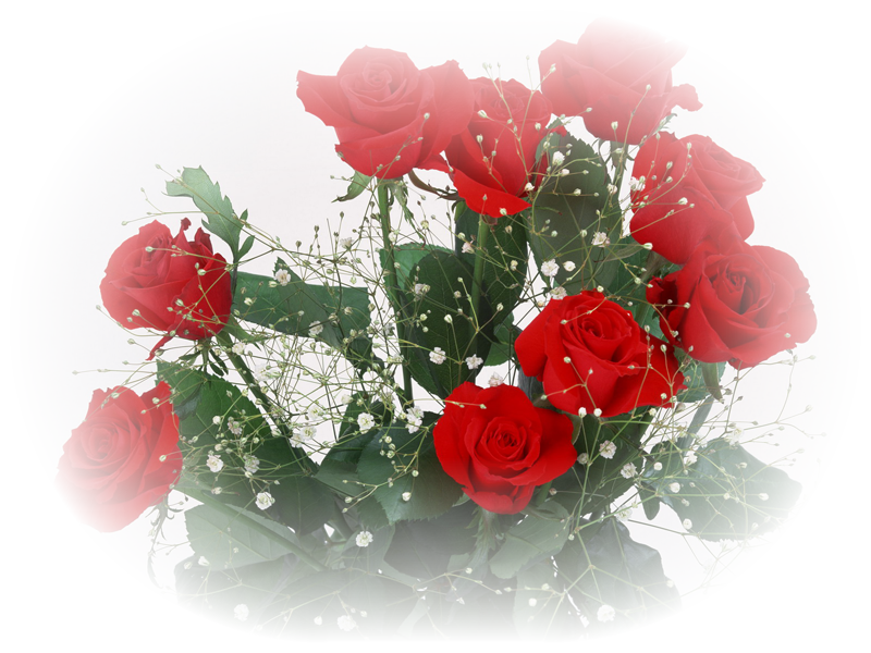 Офигенно красивые розы PNG 
