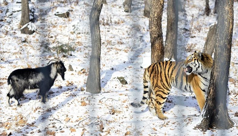 Отношения России и Украины на примере тигра Амура и козла Тимура 