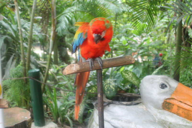 Парк птиц в Куала Лумпур IMG_2526.JPG