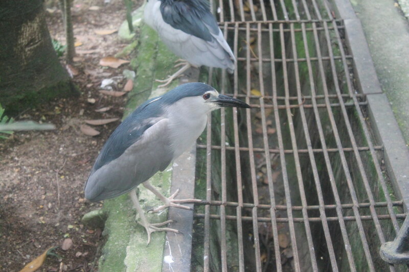Парк птиц в Куала Лумпур IMG_2498.JPG