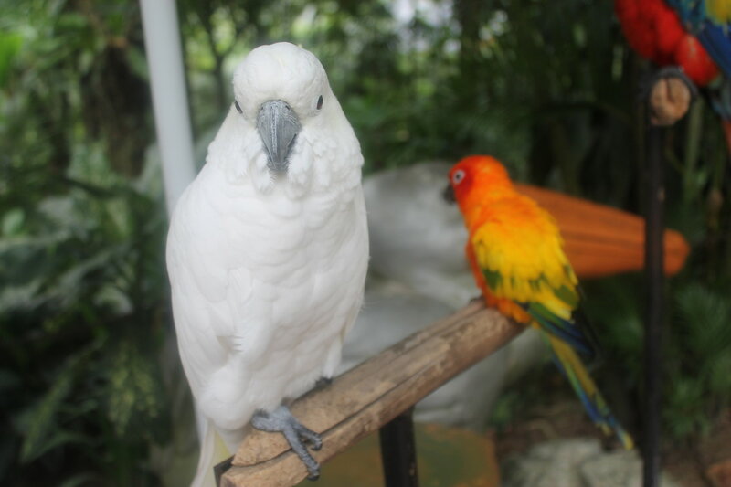 Парк птиц в Куала Лумпур IMG_2528.JPG