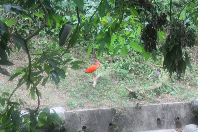 Парк птиц в Куала Лумпур IMG_2511.JPG