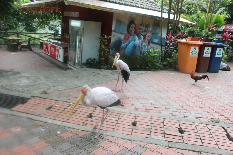 Парк птиц в Куала Лумпур IMG_2483.JPG