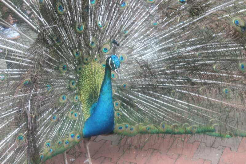 Парк птиц в Куала Лумпур IMG_2500.JPG