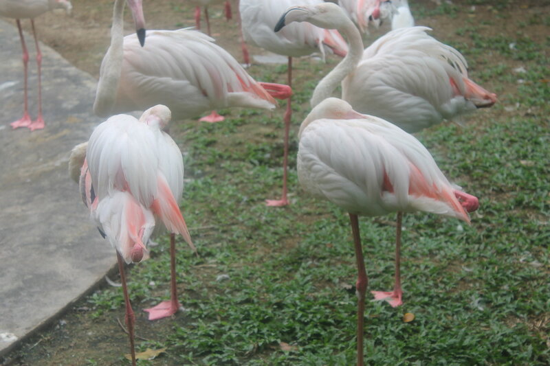 Парк птиц в Куала Лумпур IMG_2519.JPG