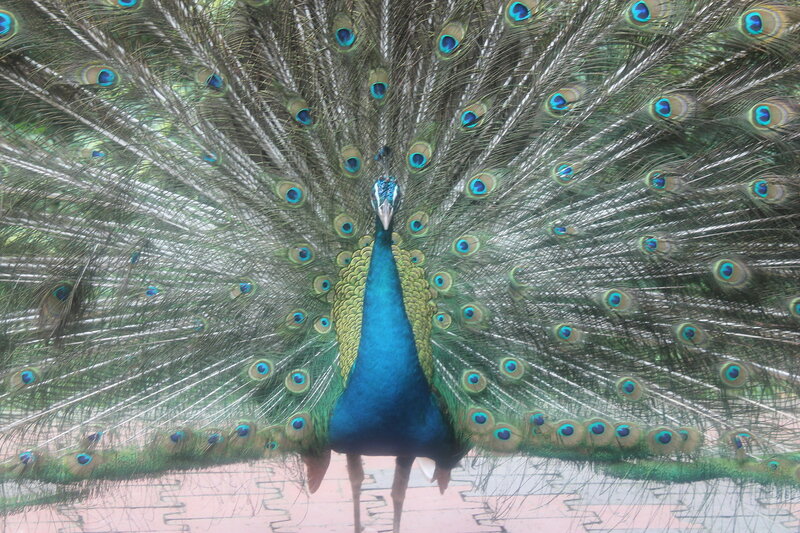 Парк птиц в Куала Лумпур IMG_2512.JPG