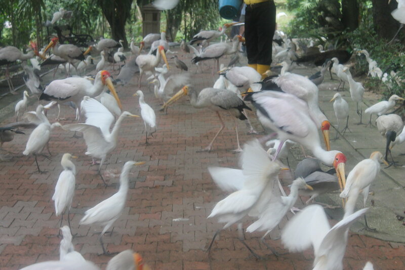 Парк птиц в Куала Лумпур IMG_2492.JPG