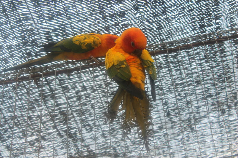 Парк птиц в Куала Лумпур IMG_2469.JPG