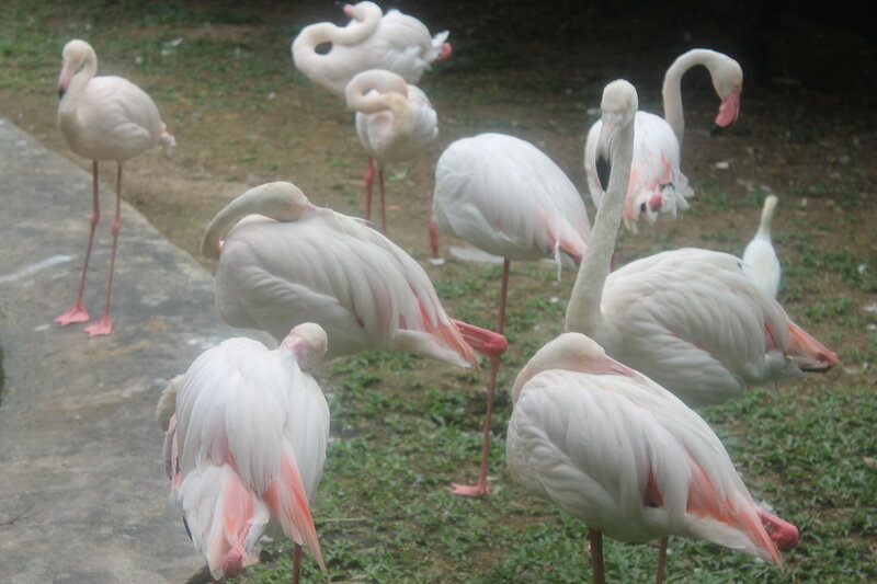 Парк птиц в Куала Лумпур IMG_2518.JPG