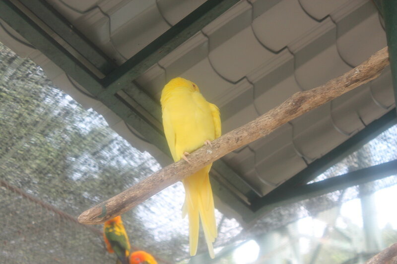 Парк птиц в Куала Лумпур IMG_2474.JPG