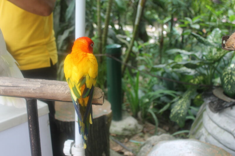 Парк птиц в Куала Лумпур IMG_2527.JPG