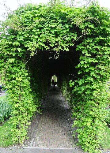 Перголы, садовые арки и зеленые аллеи 