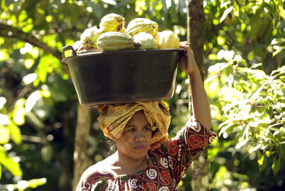 Плантации какао в Южном Сулавеси 