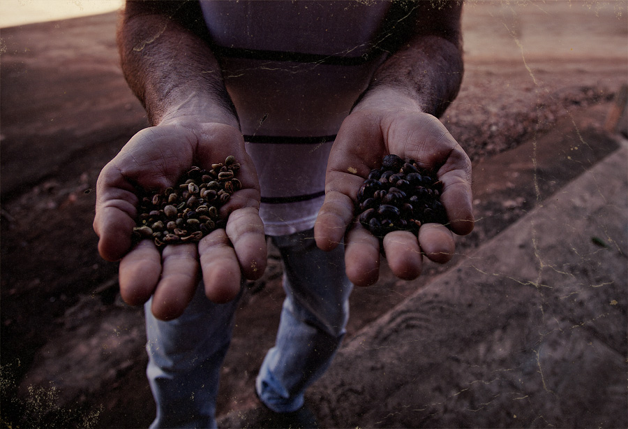 Плантации кофе в Бразилии. Рассказ в картинках и пояснениях. 005
