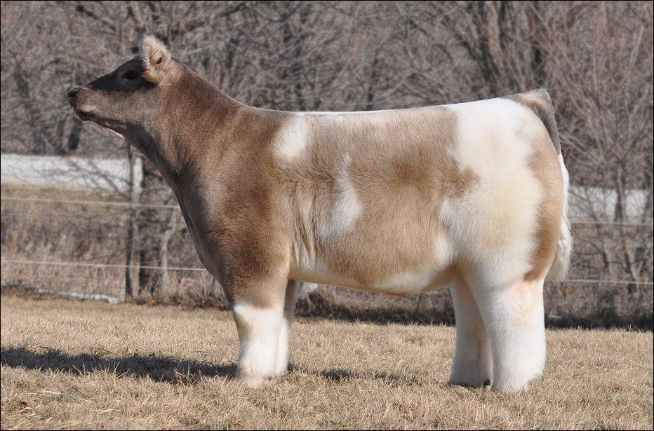 Плюшевые красавицы-коровы из Айовы 