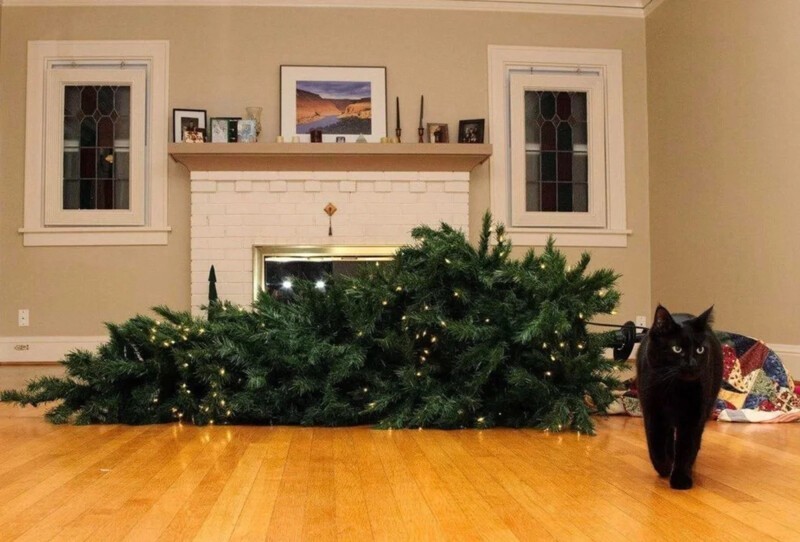 Почему коты так неравнодушны к новогодним елкам? 