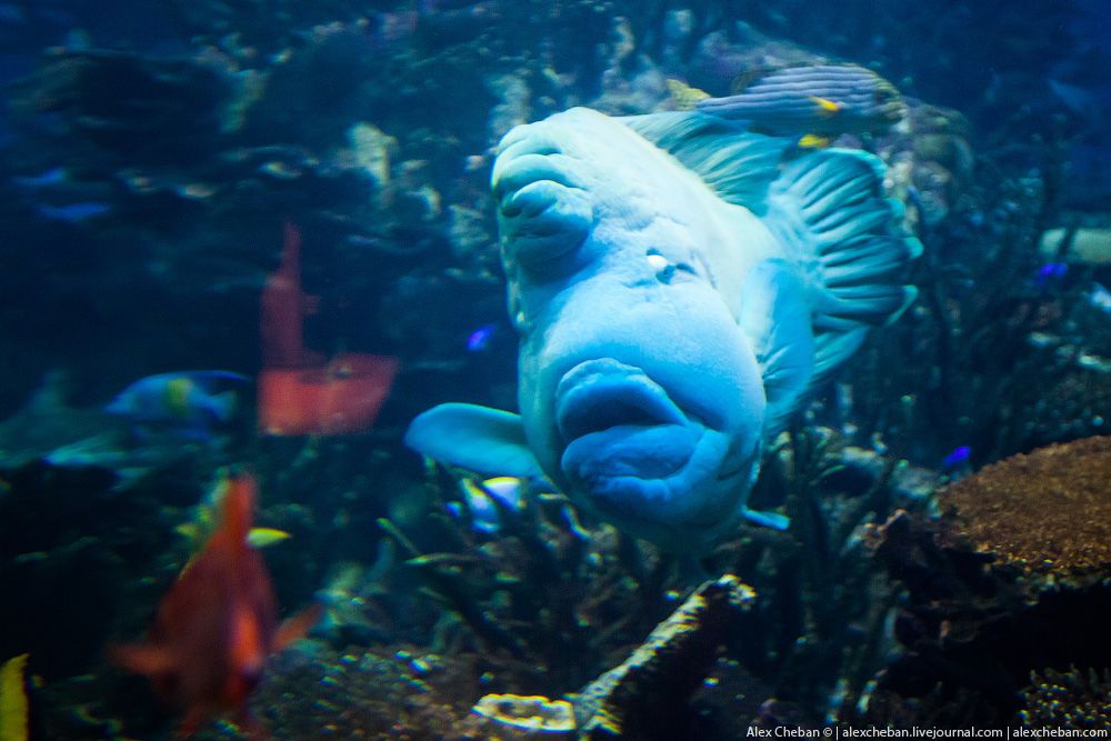Подводный ресторан под парусом: рыба Джордж приглашает вас на ужин! 