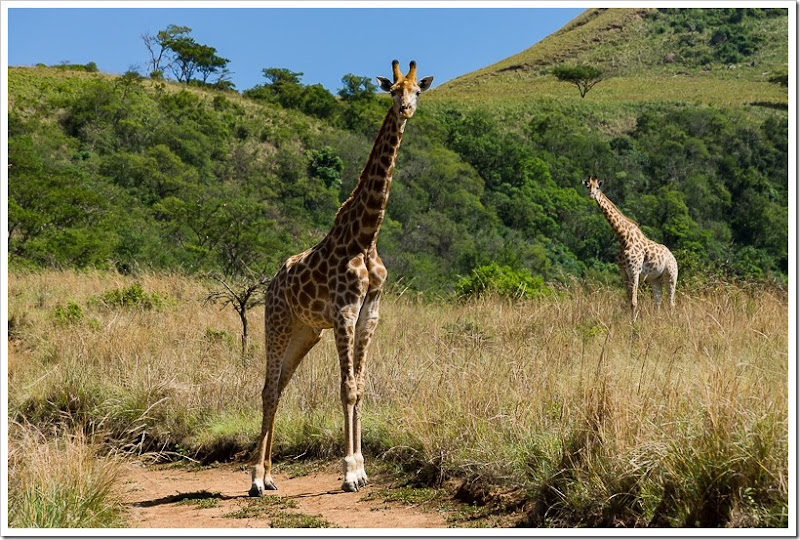 Пост идеальной жирафовости. Заряжен жирафами для всех, у кого недостаток жирафа 20181121-DSC03474