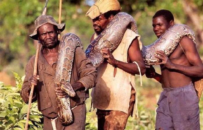  Поймать питона на живца: опасная забава для настоящих африканских мужчин 
