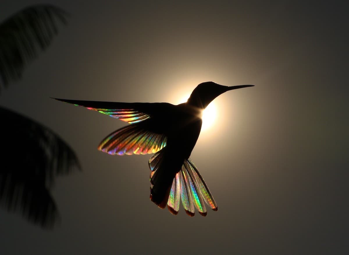 Природное явление превращает крылья колибри в крошечные радуги 