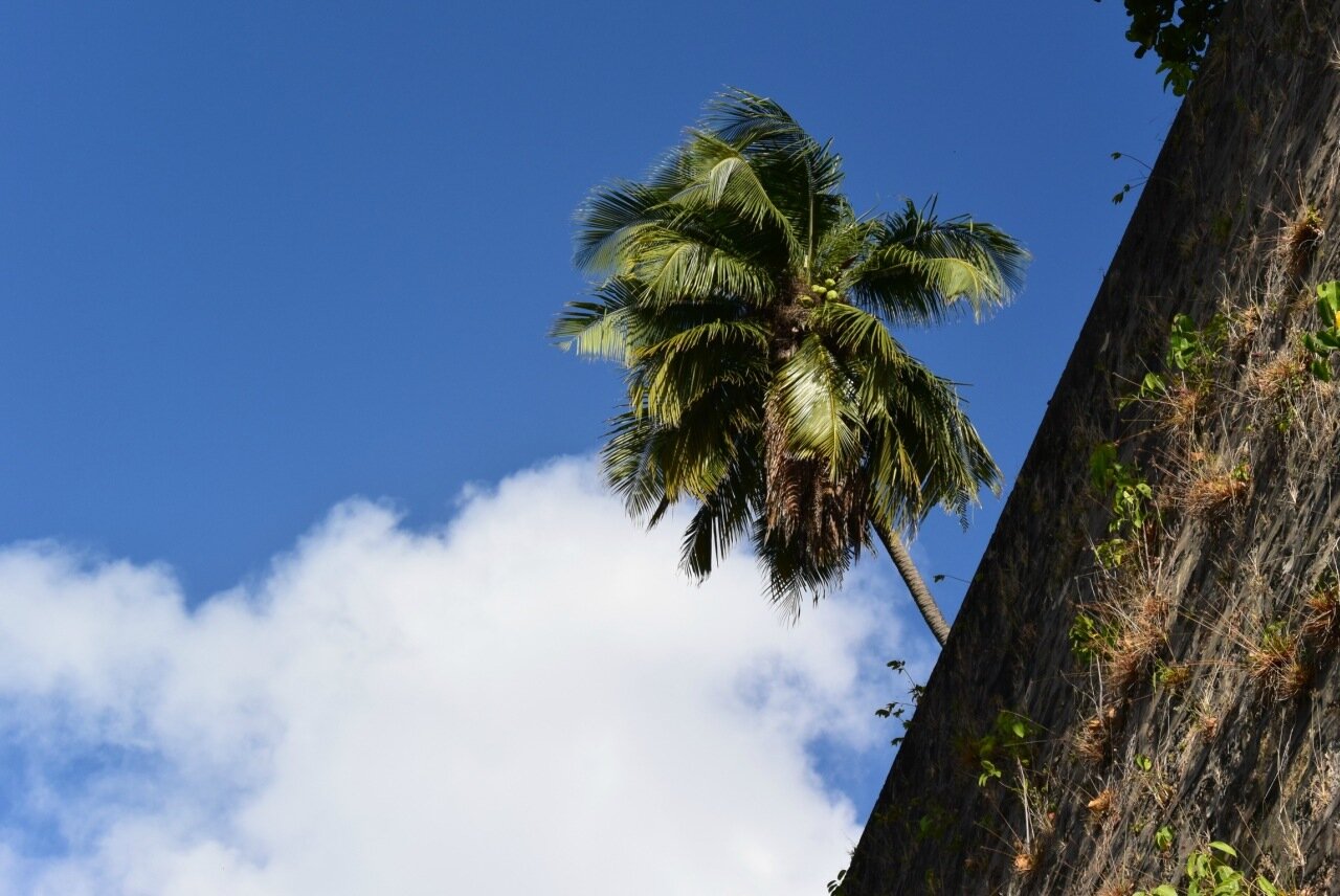 Пуэрто-Рико. Американские Пальмы в Старинной Цитадели 