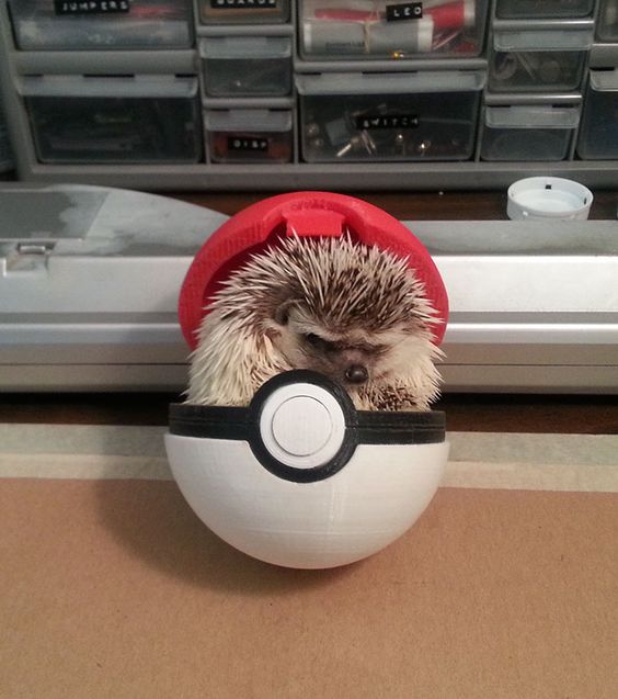 пятничные ежи Cute Hedgehog: 