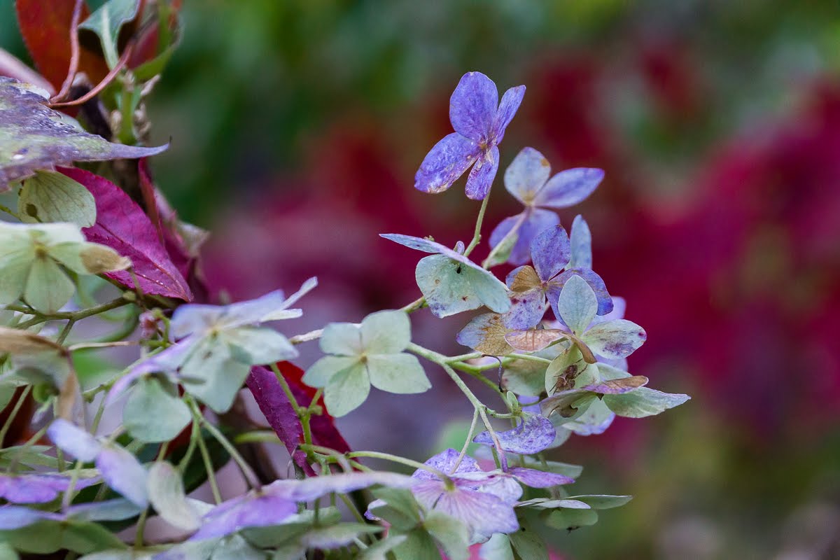 Сад после осенних дождей Сад после осенних дождей
