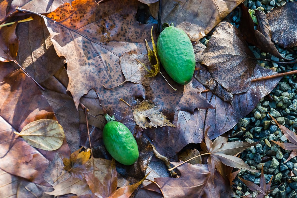 Сад после осенних дождей Сад после осенних дождей