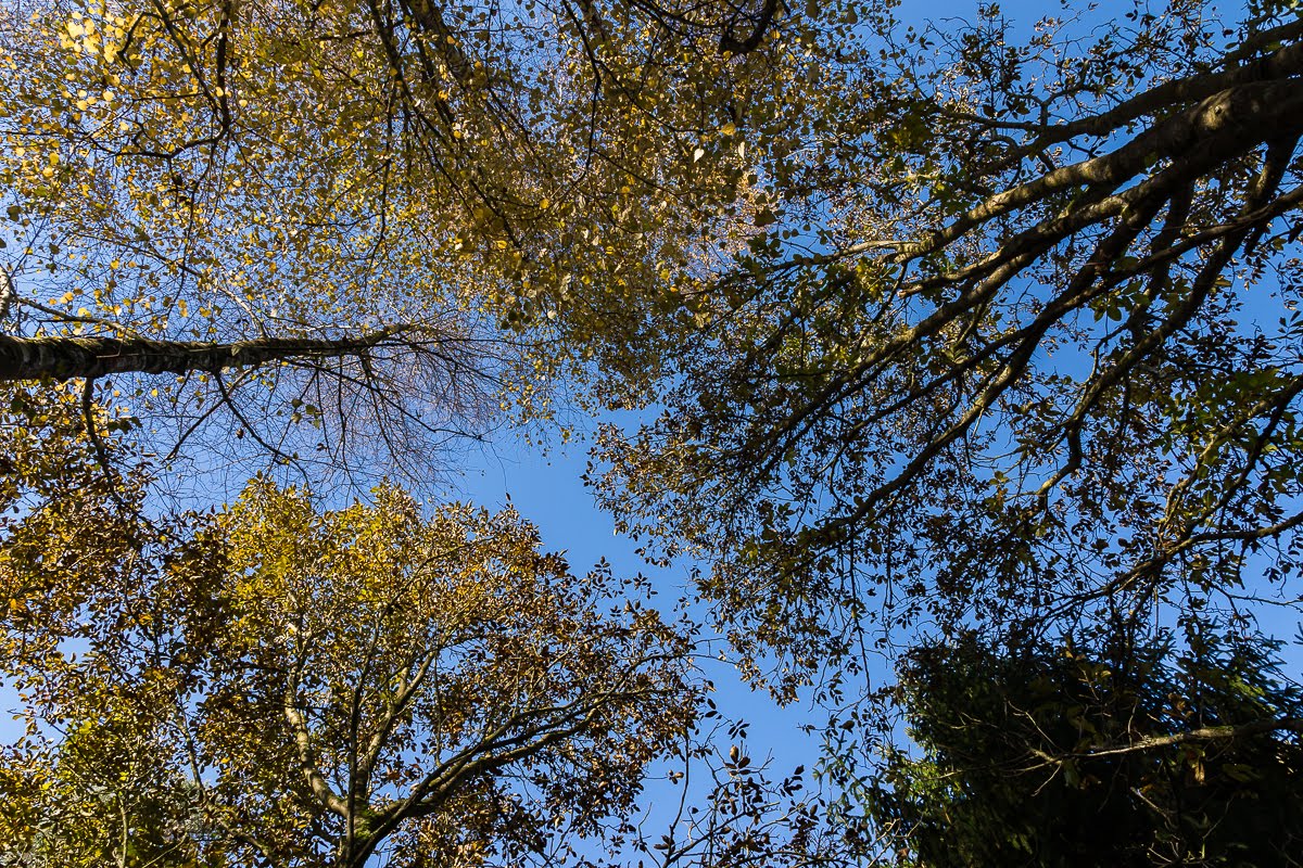 Сад после осенних дождей Сад после осенних дождей