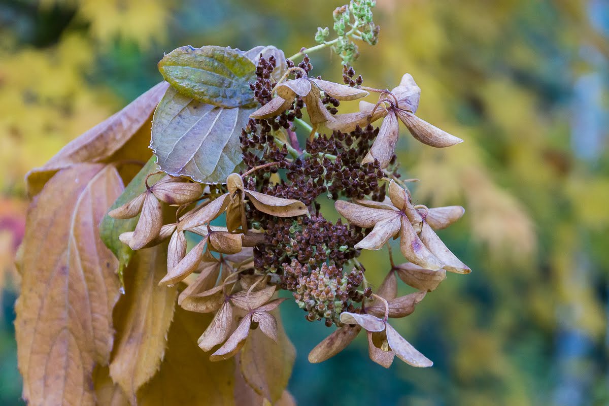 Сад после осенних дождей Сад после осенних дождей