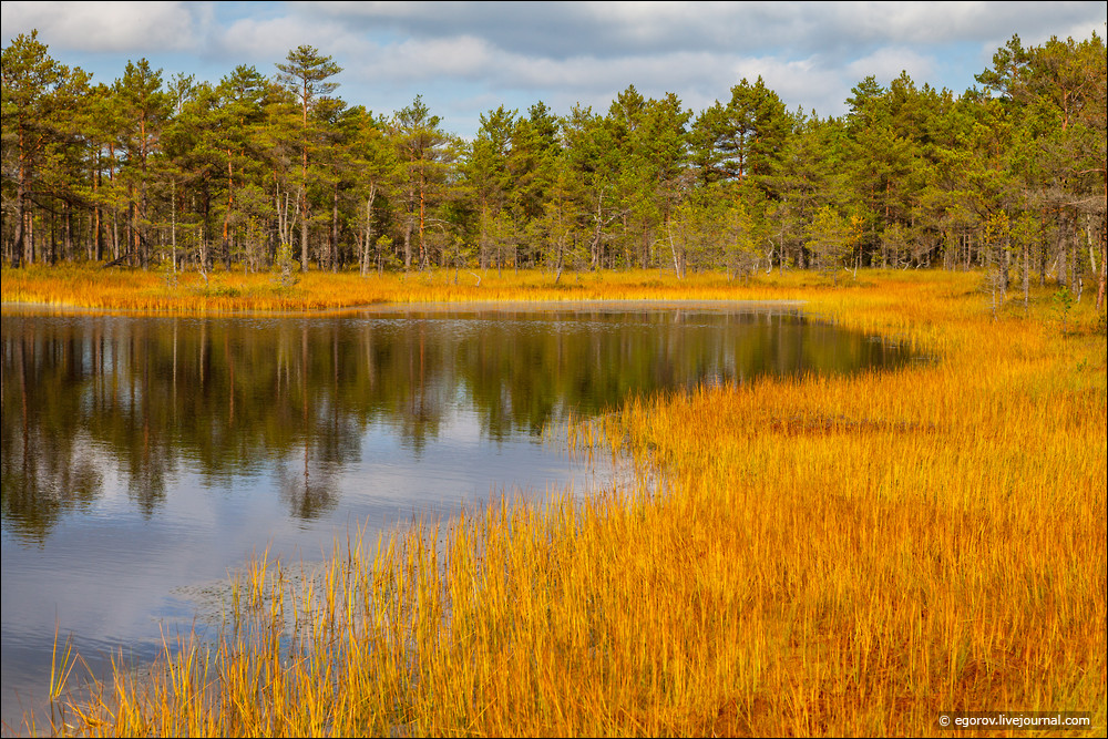 Самое красивое эстонское болото - это Виру Раба! 