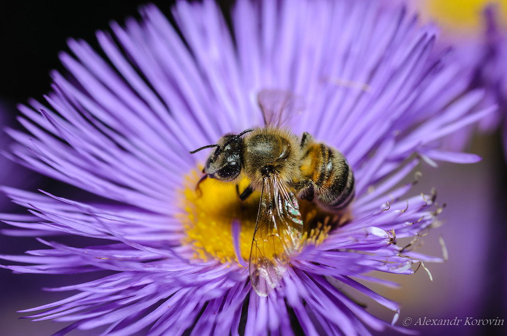 Сборщики меда и их враги Bee collects nectar