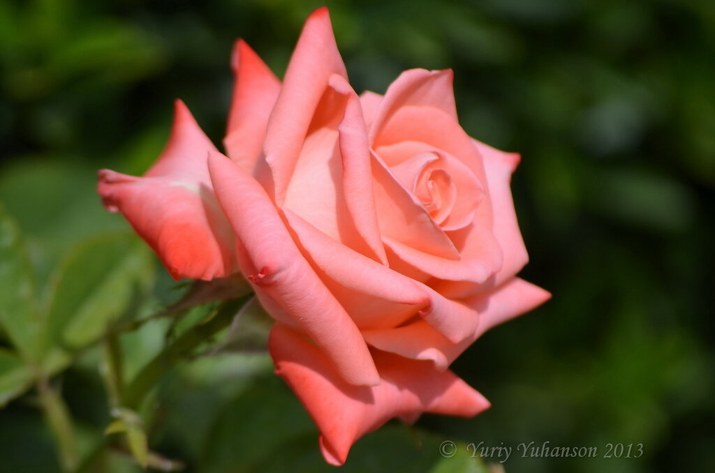 Сегодня - Всемирный День розы. С праздником! 