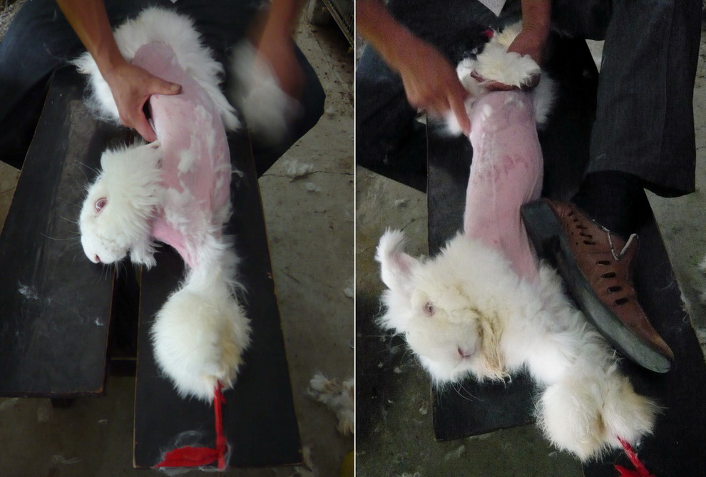 Шокирующая правда об ангорской шерсти: кролики корчатся от боли, пока с них сдирают мех 